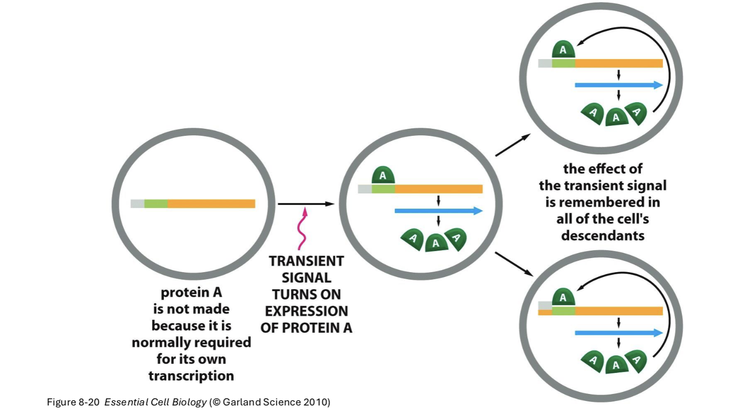 <p>positive feedback, TFs can activate their own transcription in absence of a stimulus</p>