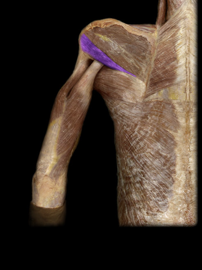 <p>Rotator cuff.</p>
