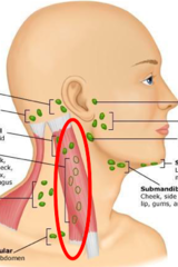 <p>Lymph nodes located in the front of the neck that drain the thyroid gland, trachea, and larynx.</p>