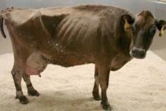 <p>it is the triangular depression just cranial to the hip and ilium, it is caudal to the costal arch (last rib) and ventral to the lumbar vertebrae</p><p>it is bound cranially by the last rib, dorsally by the transverse processes, and caudally by the internal abdominal oblique</p>