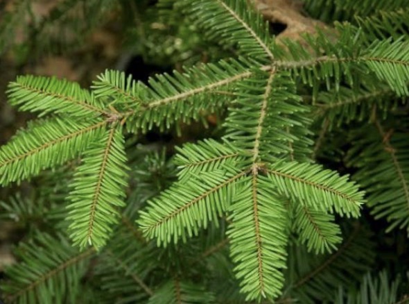 <p><mark data-color="blue" style="background-color: blue; color: inherit;">Gymnosperm:</mark> Abies grandis</p>