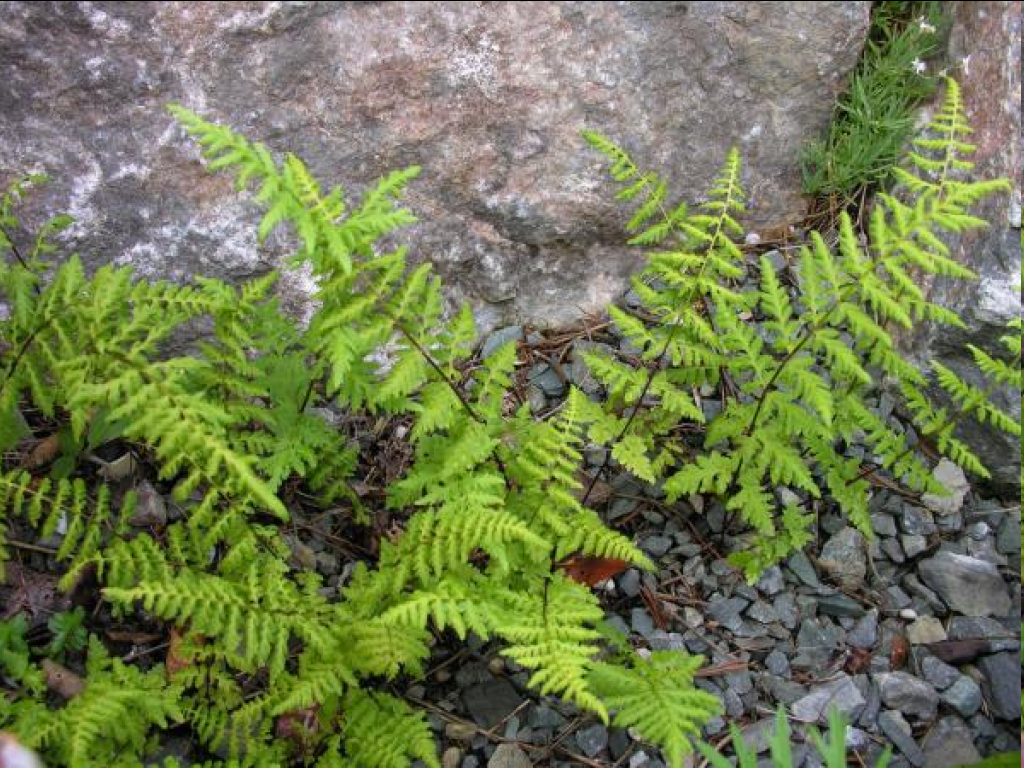 <p><span>The subject plant is a small, deciduous, rock-dwelling species with a worldwide distribution, found in shady crevices, cliffs, and talus slopes</span>. It has delicate, lacy, triangular-lanceolate fronds measuring roughly 10 cm to 40 cm in length. Its stalks are noticeably brittle and easily break.</p>