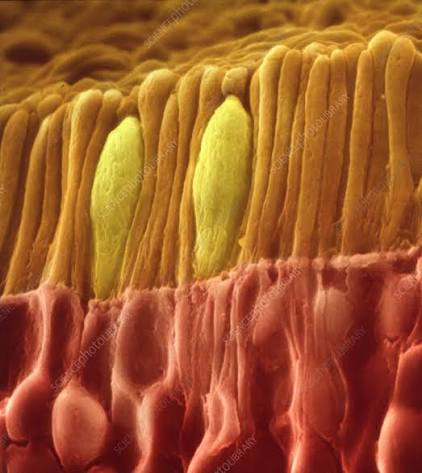 <p>What kind of human cell is this?</p>