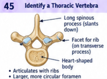 <p>Costal facets for rib articulation, a generally heart shaped body, and a long spinous process angled inferiorly. Typical thoracic vertebrae also have transverse costal facets; T11 and T12 lack those transverse facets.</p>