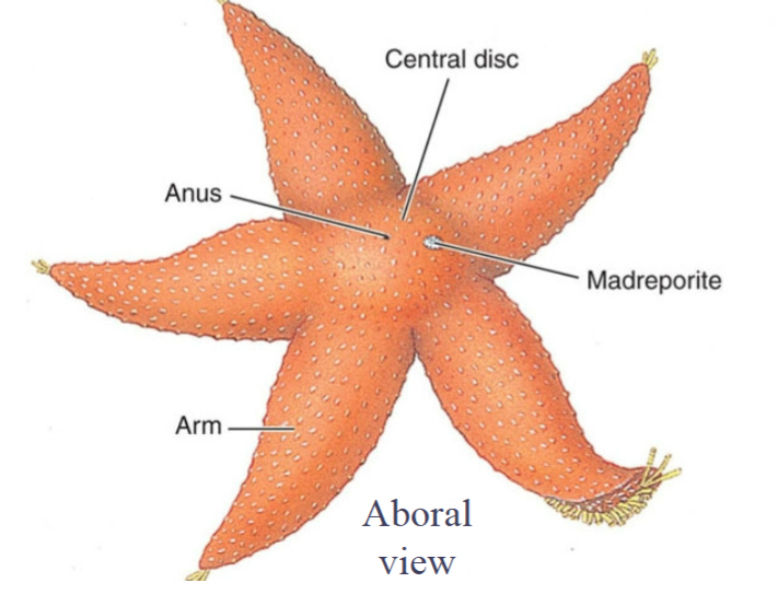 <p>aboral surface</p>