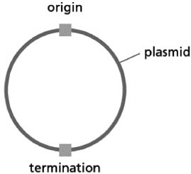 <p><span>You prepare bacterial cell extracts by lysing the cells and removing insoluble debris via centrifugation. These extracts provide the proteins required for DNA replication. Your DNA template is a small, double-stranded circular piece of DNA (a plasmid) with a single origin of replication and a single replication termination site. The termination site is on the opposite side of the plasmid from the origin.</span></p><p><span>What part of the DNA replication process would be most directly affected if a strain of bacteria lacking DNA ligase were used to make the cell extracts?</span></p>
