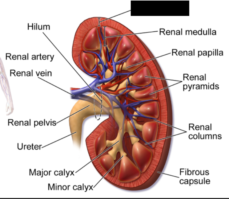<p>the outer, granular layer of the kidney located between the renal capsule and the deeper renal medulla. It plays a crucial role in ultrafiltration, blood regulation, and hormone production (aldosterone)</p>