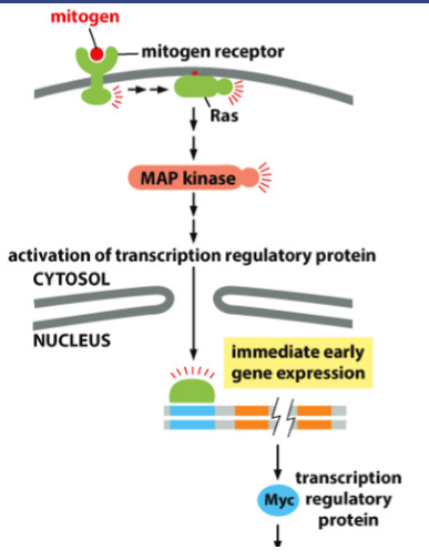 <ol><li><p>Mitogen interacts with a mitogen receptor</p></li><li><p>Mitogen receptor interacts with Ras</p></li><li><p>Ras interacts with MAP kinase</p></li><li><p>Map kinase causes activation of transcription regulatory protein</p></li><li><p>Causes gene expression</p></li><li><p>Transcription regulatory protein is synthesized</p></li></ol><p></p>