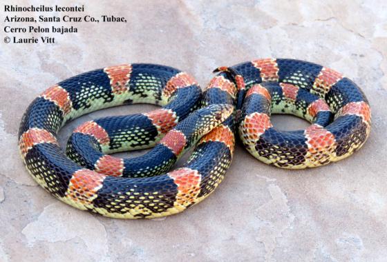 <p>Alethinophidia, Colubroidea, Colubridae<br>Rhinocheilus lecontei<br>Long-nosed snake</p>