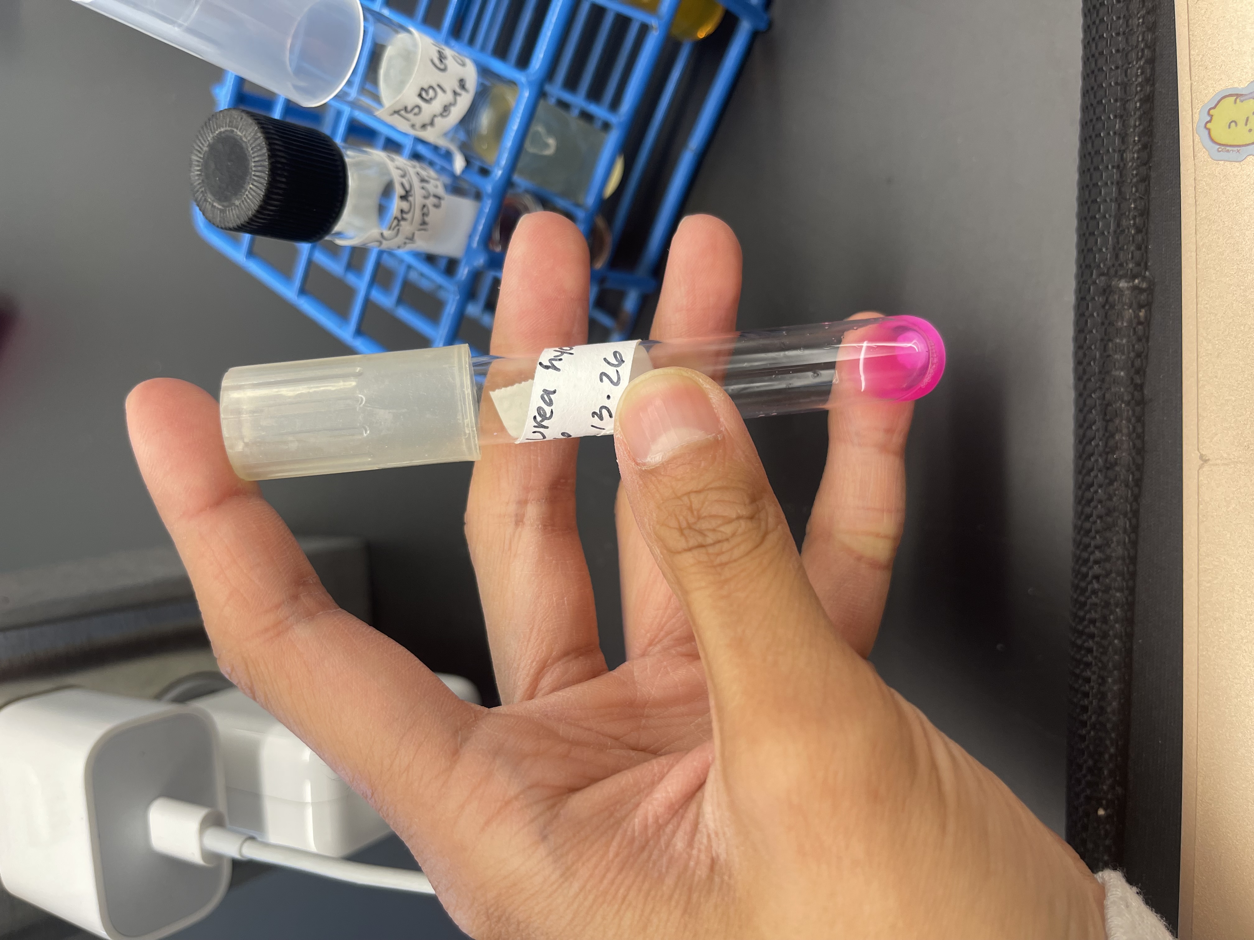 <p><strong>Name: </strong>Urea hydrolysis Test</p><p><strong>PURPOSE: </strong>to detect the presence of urease(enzyme)</p><p><strong>APPLICATION: </strong>helps differentiate GNR's (gram (-) rods)</p><p><strong>MEDIA: </strong>TSA plate (previously grown)</p><ul><li><p>1 mL tube of water(sterile water)</p></li><li><p>Urea tablet(look like yellow vitamin tablets) </p></li></ul><p>- <u>yeast extract:</u> nutrients</p><p>- <u>Urea:</u> substrate </p><p>- <span style="color: red;"><u>Phenol red:</u></span><u> </u>pH indicator</p><p><strong>INOCULATION GUIDE: </strong>heavy inoculation into water(pick up about 3-4 colonies to transfer in the test tube)</p><ul><li><p><u>Add urea tablet to 1mL of water</u></p></li></ul><p><strong>INCUBATION: </strong>37°C for 48 hrs.</p><p><strong>THEORY: </strong></p><p>Urea(substrate in tablet) —> urease —> 2NH3(basic, ammonia) + CO2</p><p><strong>RESULTS: </strong></p><p>(+):<span style="color: rgb(237, 0, 233);"> shocking pink</span>(reacts with <span style="color: red;">phenol red</span>)</p><p>(-): no color change or <mark data-color="#f0f316" style="background-color: rgb(240, 243, 22); color: inherit;">yellow(</mark>or like a bright yellow, salmon, soft pink/peach color)</p><p></p><p></p>