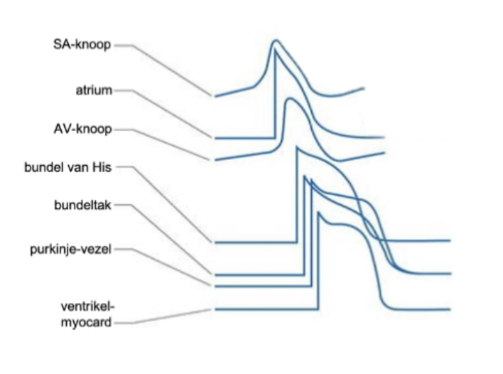 <ul><li><p>fase 0: snelle depolarisatie (Na<sub><sup>+ </sup></sub>in)</p></li><li><p>fase 1: geringe K<sup>+</sup>- uitstroom</p></li><li><p>fase 2: trage Ca<sup>2+</sup> - instroom</p></li><li><p>fase 3: snelle repolarisatie (K<sup>+</sup>- uit)</p></li><li><p>fase 4: rustfase → Na<sub><sup>+</sup></sub>/K<sup>+</sup>-uitwisseling</p></li></ul><p></p>