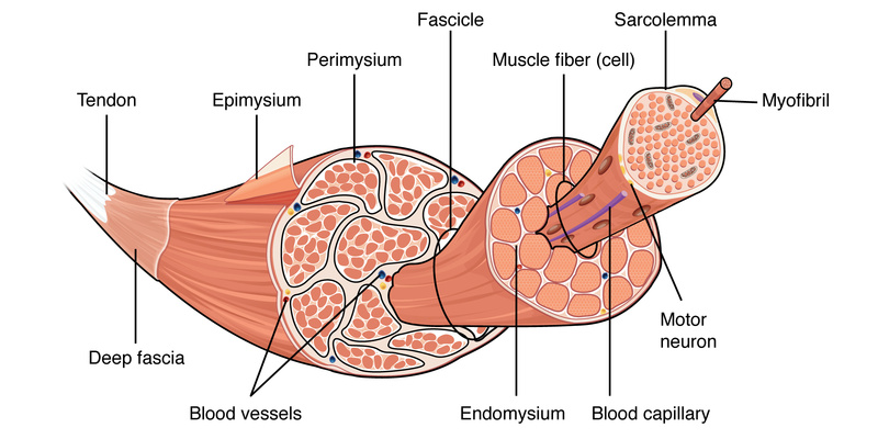 <p><span data-name="muscle" data-type="emoji">💪</span> Muscle order</p>