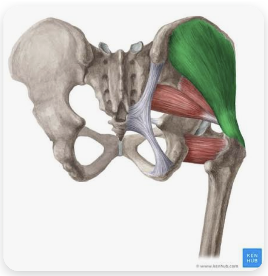 <p>O: Gluteal fossa of the iliac wing</p><p>I: Greater trochanter of the femur</p><p>A: Abduction of the thighs</p><p><strong>Anterior fibres:</strong> Internal rotation</p><p><strong>Posterior fibres:</strong> external rotation of the thigh at the hip</p><p><strong>Working as a whole:</strong> stabilizer of the pelvis</p><p>N: Superior gluteal nerve</p>