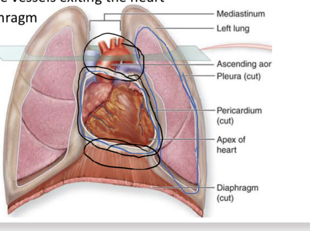 <p>Fibrous pericardium</p>