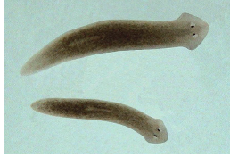 <p>what type of helminthes is this?</p>