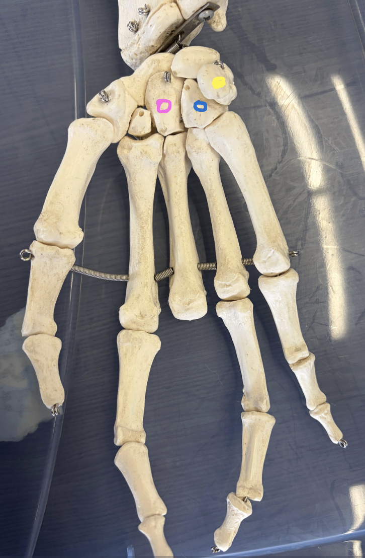 <p>Yellow circle: What bone is this? It is a seismoid bone? </p><p>Blue circle: What bone is this?</p><p>Pink circle: What bone is this?</p><p>Which metacarpal articulates with the pink circle bone?</p>
