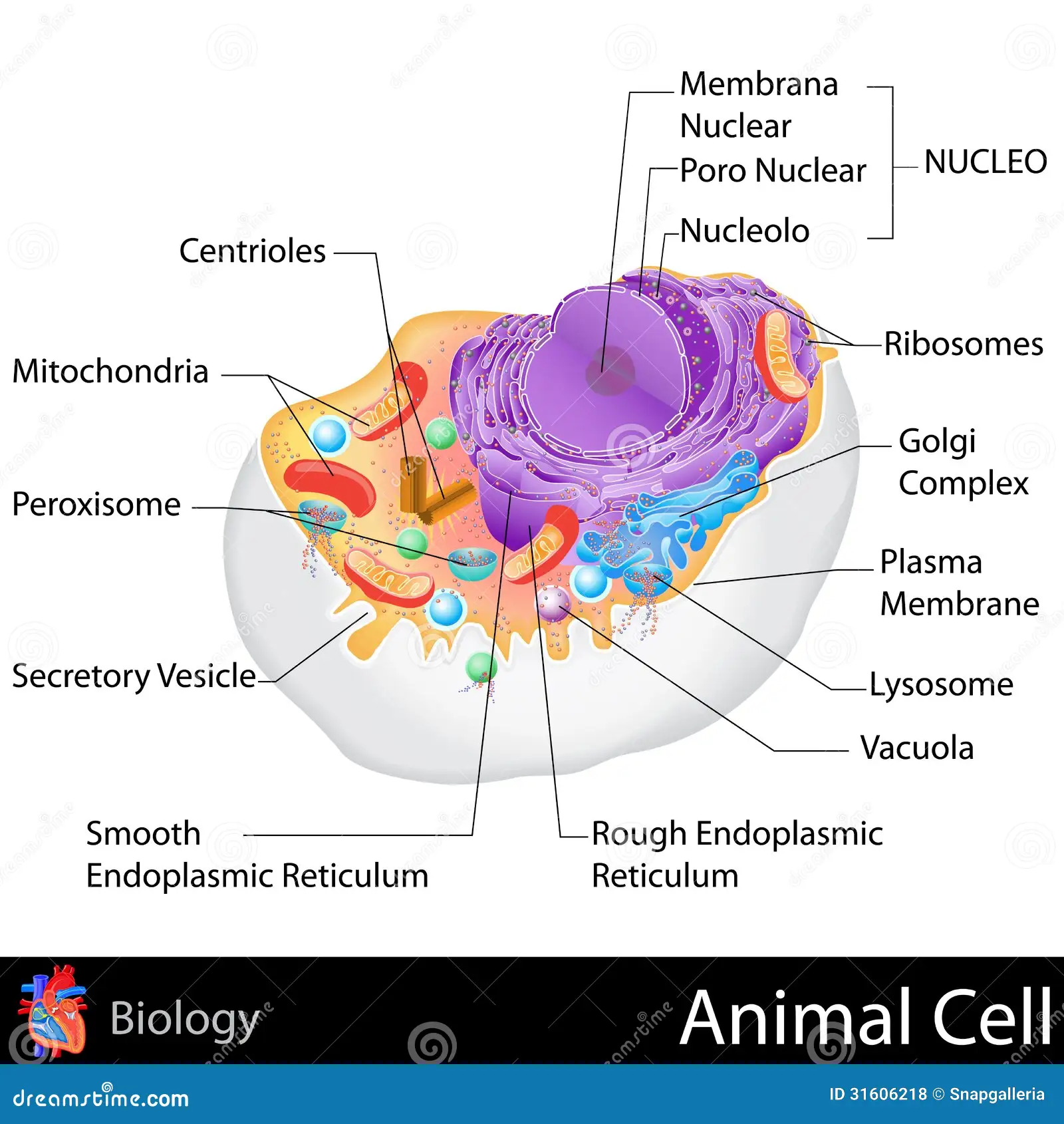 <p>peroxisomes often near ER and mitochondria</p><p>lysosomes often near the golgi apparatus</p>