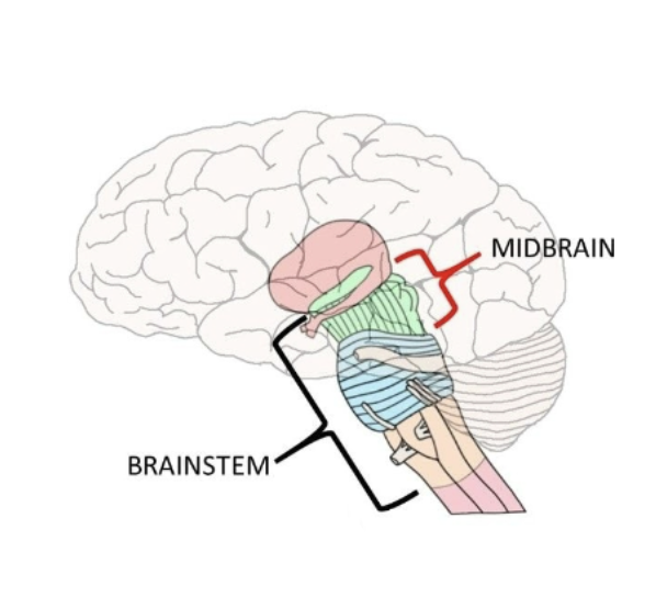 <p>Mesencephalon</p>