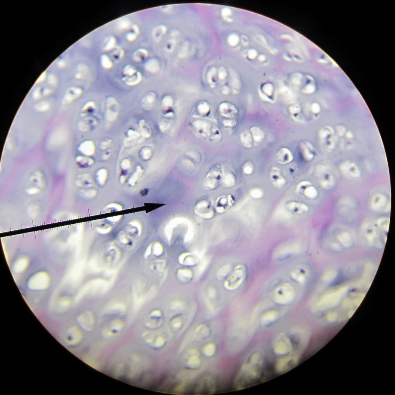 <p>what tissue is this?</p>