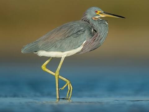 <p>tricolored heron</p>
