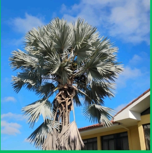 <p>Phoenix dactylifera; Arecaceae; Angiosperma</p>