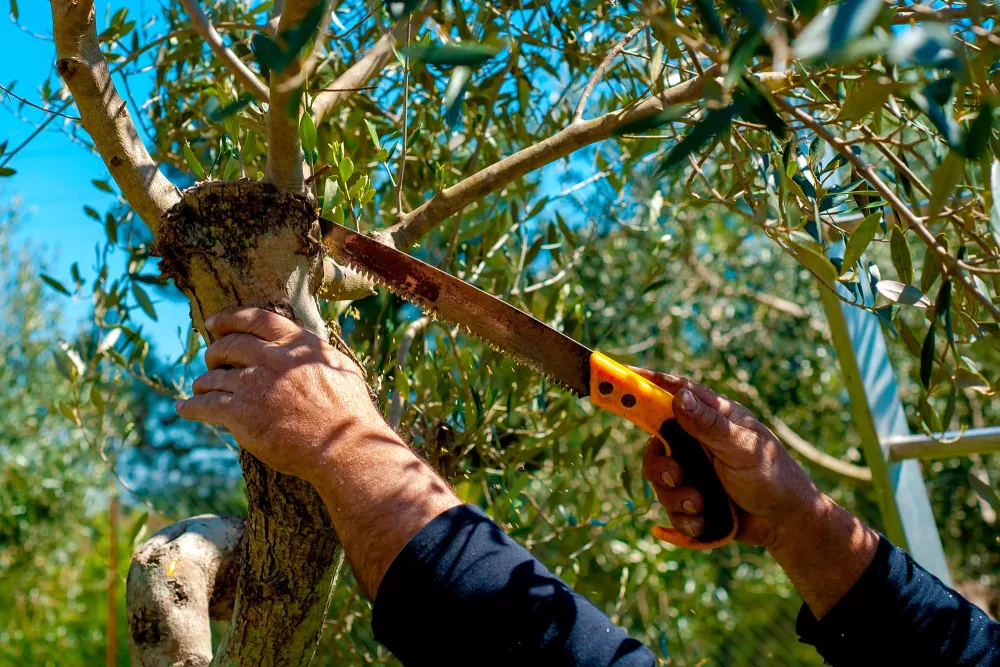 <p>Cultivation, management, and study of trees, shrubs, vines and other perennial woody plants. </p>