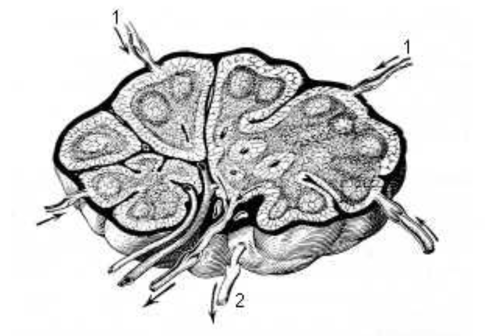 <p>composition ganglion lymphatqiue</p>