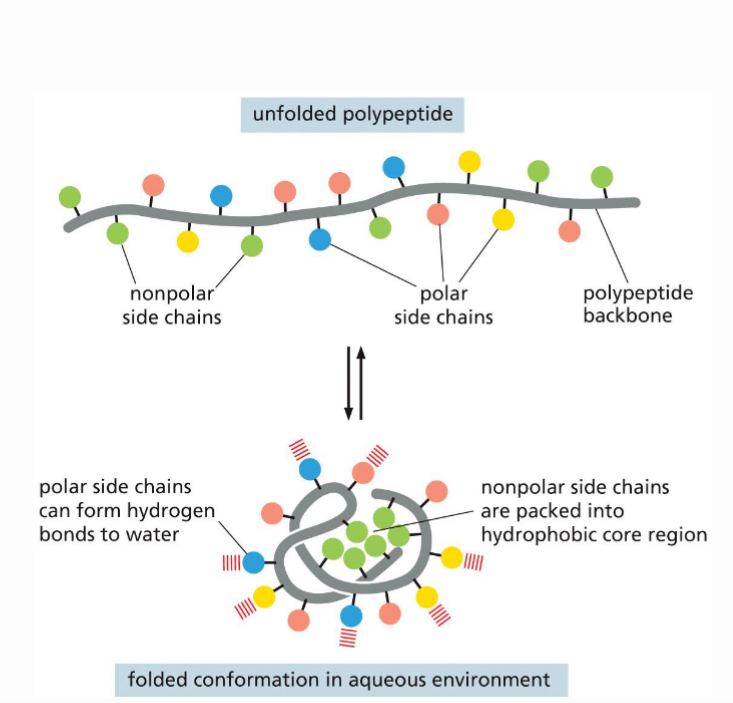 <p>How does the aa sequence contribute to the protein’s shape?</p>