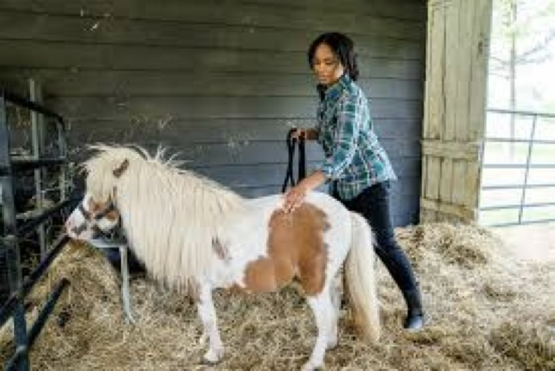 <p>Which breed is this?</p>