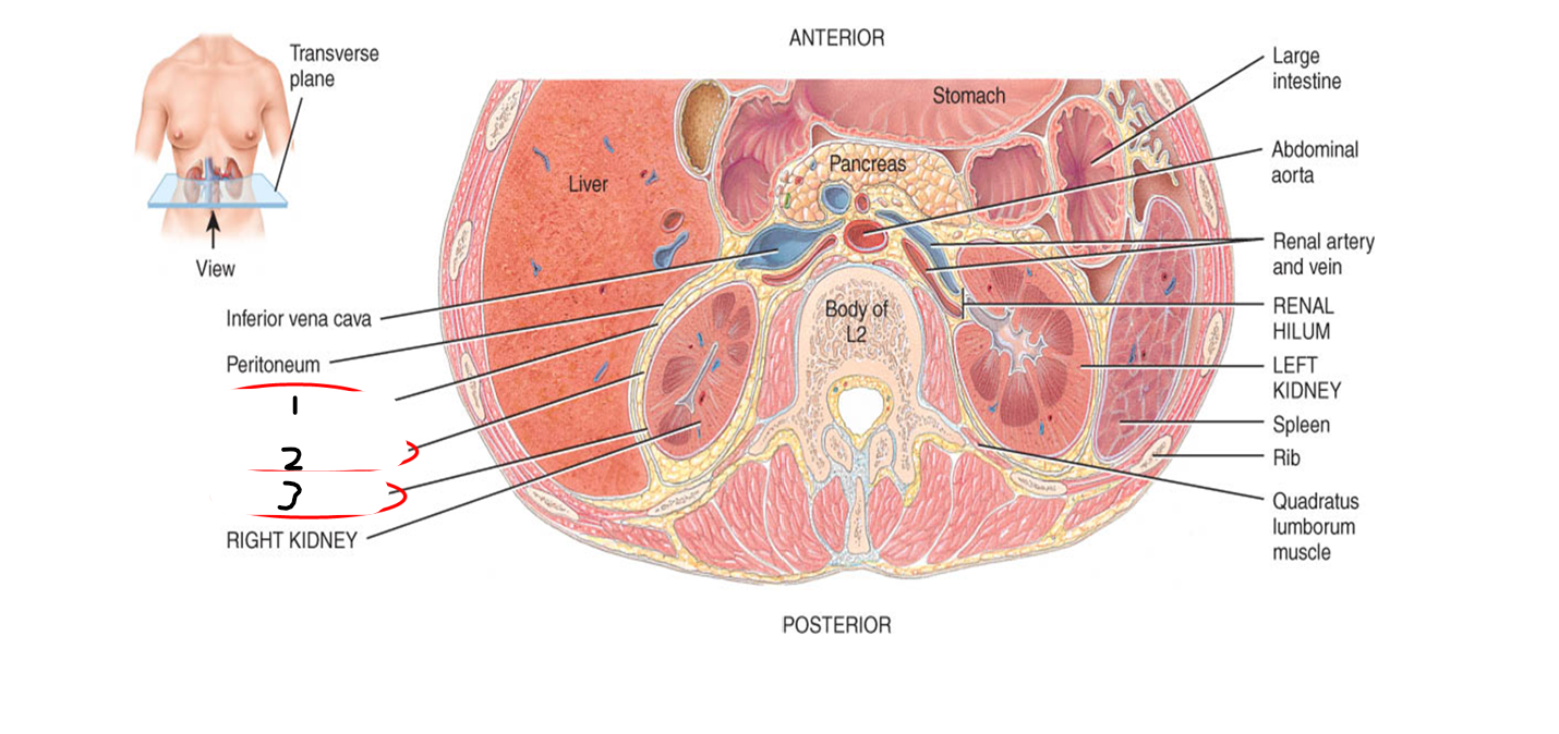 <p>label this picture of the external anatomy of kidneys</p>