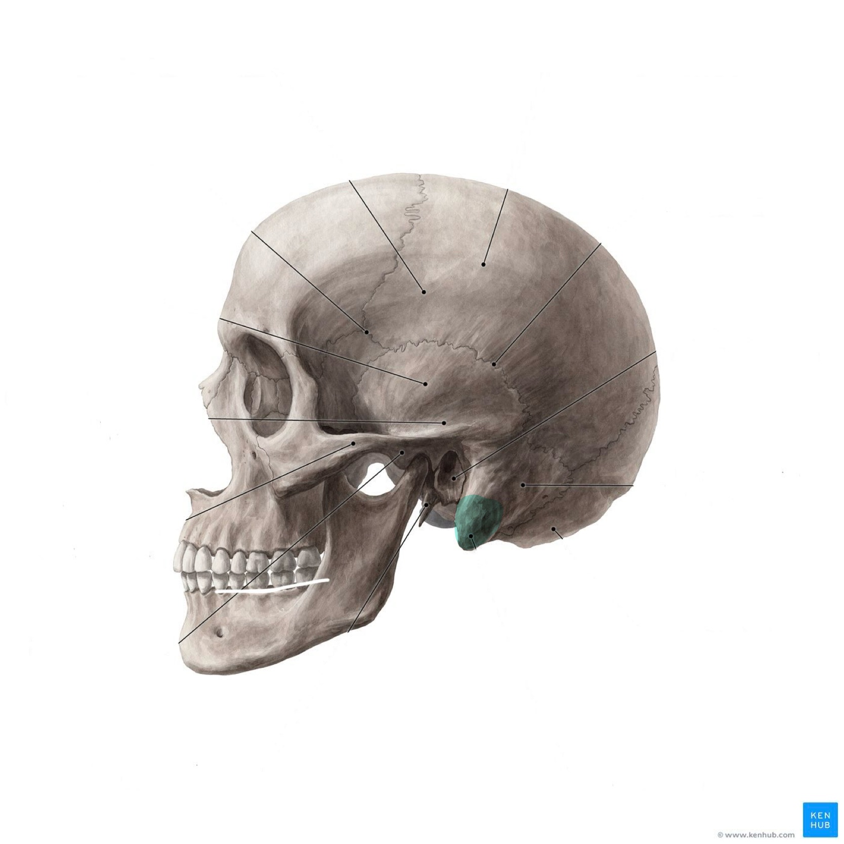 <p>What is the highlighted bony landmark</p>