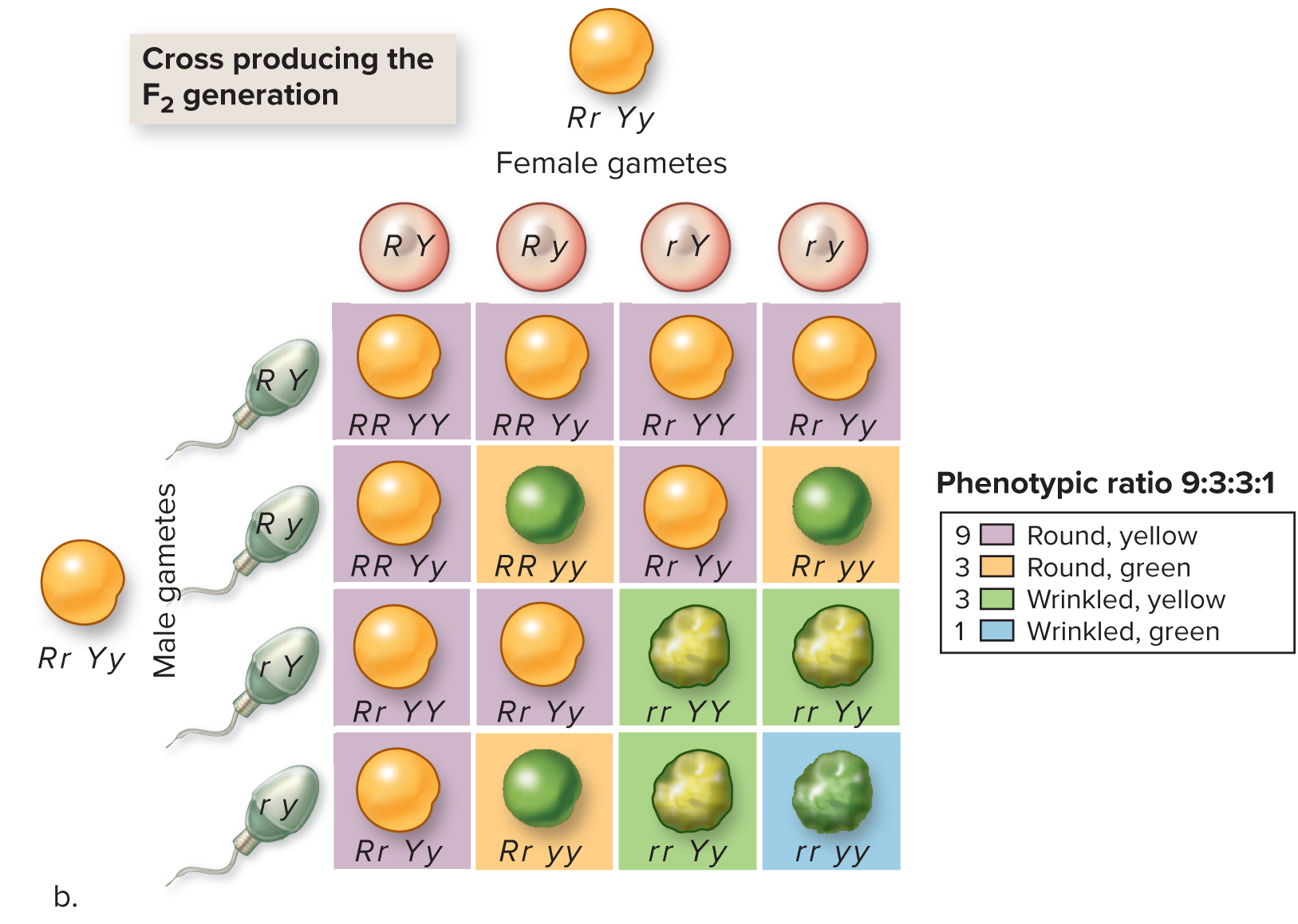 <p>Mating between two individuals that are both heterozygous for two genes</p>