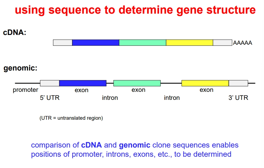 <ul><li><p>sequencing the cDNA and genomic clones can be used to determine the position of exons, introns and UTRs by comparison</p></li></ul><p></p>