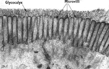 <p>glycocalyx</p>