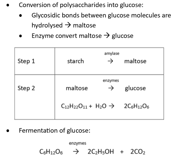 <p>The process involves:</p><ol><li><p>The conversion of <strong>polysaccharide (starch) to disaccharide sugars (maltose), using <u>amylase</u> enzymes.</strong></p></li><li><p><strong>Conversion of maltose (disaccharide) to glucose (monosaccharide), using enzymes.</strong></p></li><li><p>The <strong>fermentation of glucose to ethanol, using <u>zymase</u></strong> enzymes.<br></p></li></ol><p><strong>Note:</strong> Fermentation using enzymes is only successful to ~<strong>15% ethanol production,</strong> since higher concentrations of ethanol poison the yeast (which provides the enzymes for fermentation).</p><p></p>
