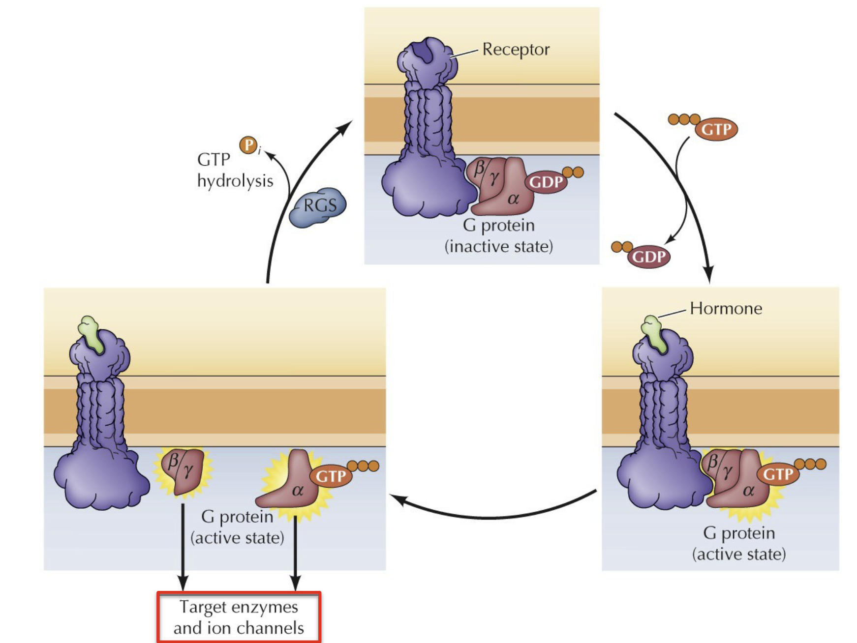 <p>Epinephrine binds to the extracellular domain of the receptor → conformational change in the intracellular domain → activates the G protein associated with it. </p><p>G protein dissociates from the receptor and carries the signal to the intracellular target (enzymes, ion-channels)</p><p>ex. Epi regulates the synthesis of cAMP</p>