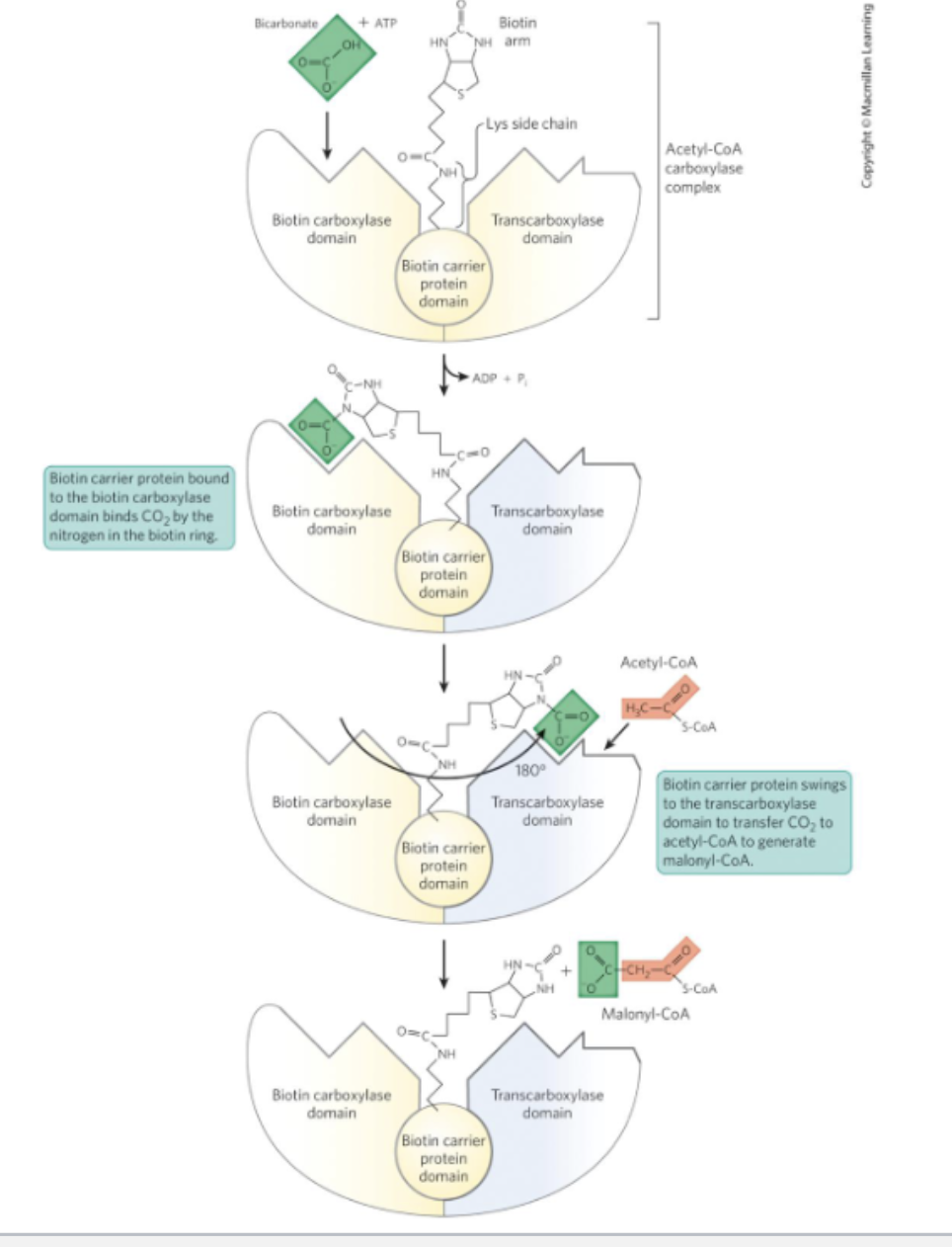 <p><strong>1. Biotin carboxylase domain (left) loads CO2 onto biotin.</strong><br>Bicarbonate + ATP react at the biotin carboxylase domain. ATP is spent (→ ADP + Pi) to activate bicarbonate and attach a carboxyl group (CO2) onto the nitrogen of the biotin ring. Biotin is covalently tethered to the enzyme via a lysine side chain — this is the same biotin-lysine "biotinylation" you may have seen elsewhere (e.g., pyruvate carboxylase uses the same trick).</p><p><strong>2. The biotin arm physically swings 180° to the other domain.</strong><br>This is the conceptually important part: biotin isn't just a static cofactor sitting in one active site — it's attached to a long flexible arm that can rotate/swing the CO2-loaded biotin ring roughly 180 degrees, carrying the activated CO2 group away from the biotin carboxylase domain and over to the <strong>transcarboxylase domain</strong> on the other side of the same enzyme complex.</p><p><strong>3. Transcarboxylase domain (right) transfers CO2 to acetyl-CoA.</strong><br>Now that the CO2-biotin has arrived at the transcarboxylase domain, acetyl-CoA binds there, and the CO2 group is transferred from biotin onto acetyl-CoA's methyl carbon, forming <strong>malonyl-CoA</strong>.</p><p><strong>4. Biotin is released, regenerated, and ready to reload.</strong><br>The now-empty biotin swings back, free to pick up another CO2 from bicarbonate and repeat the cycle.</p>