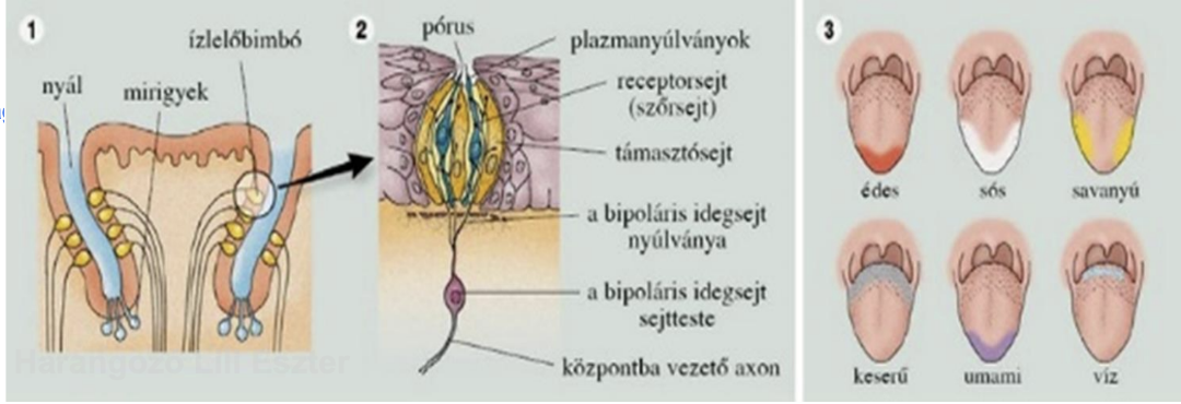 <ul><li><p><em>Organum gustus</em></p></li><li><p><span style="background-color: transparent;">Nem az egész nyelv, hanem az ízlelőbimbók, amelyek a hámrétegben helyezkednek el, a nyelvháton sűrűbben, a lágy szájpadon és a garat hátsó falában ritkábban</span></p></li><li><p style="text-align: justify;"><span style="background-color: transparent;">Ízlelőbimbók alakja: hagyma</span></p></li><li><p style="text-align: justify;"><span style="background-color: transparent;">Az ízlelőbimbót támasztósejtekkel körülvett ízérző sejtek építik fel</span></p><ul><li><p style="text-align: justify;"><span><strong>Ízérzősejtek</strong></span><span style="background-color: transparent;"> (orsó alakúak)</span></p></li><li><p style="text-align: justify;"><span><strong>Támasztósejtek</strong></span><span style="background-color: transparent;"> (dinnyeszelet alakúak)</span></p></li></ul></li></ul><p></p>