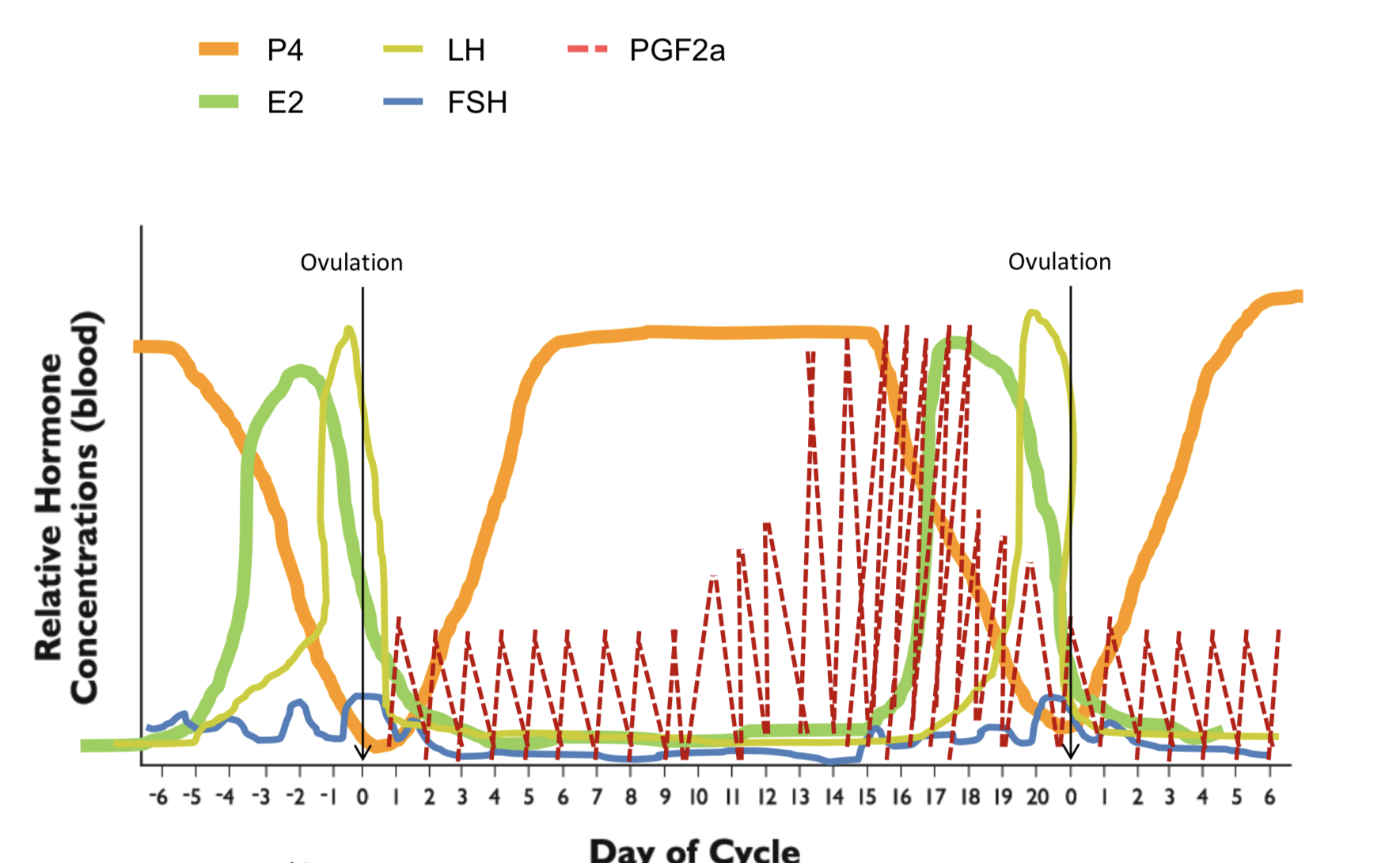 <p>↑ FSH → ↑ E2 → + feedback loop → LH surge → ovulation → CL forms → ↑ P4 → not pregnant→ ↑ PGF2a → ↓ P4 → beginning</p>