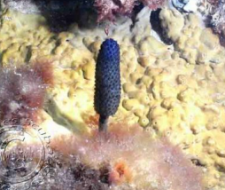 <p>ASCIDIACEA Purple ascidian </p>