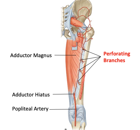 <ul><li><p>No major artery </p></li><li><p>Blood supply from 3-4 perforating branches of profunda femoris artery </p></li></ul><p></p>