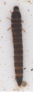 <p>Adult- small, black beetles with relatively long legs; clumsily walk along bottom (do not swim) - look like a terrestrial beetle that has fallen into water and is drowning.</p><p>Larva - many segmented, elongated; clear head visible; distinctive</p>