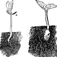 <p>located below the surface of the ground</p>