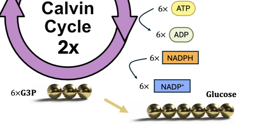<ul><li><p>ATP and NADPH turn low energy 3PGA into high energy G3P</p></li><li><p>takes 2 G3P to generate 1 glucose molecule</p></li><li><p>calvin cycle must turn 2x to generate 1 glucose molecule and regenerate RuBP</p></li></ul><p></p>