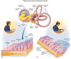 <p>Three semicircular canals.</p>
