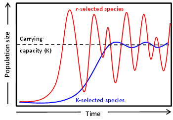 <p>species with many small offspring, minimal parental care, more energy efficient</p>