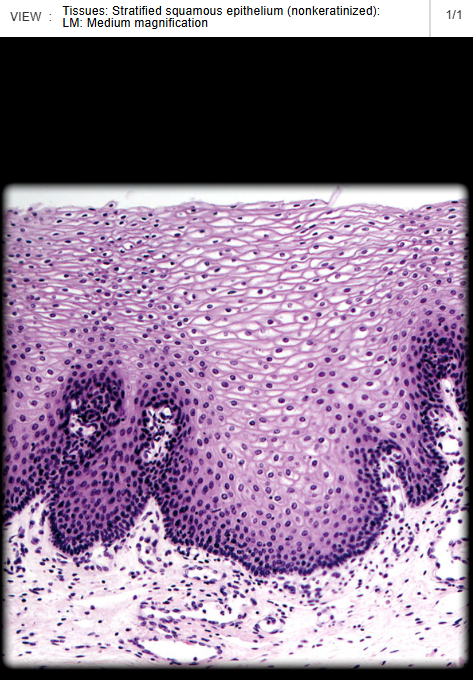 <p><span>Oropharynx</span></p>