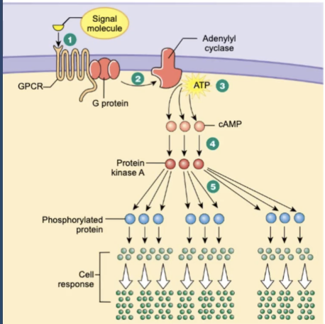 <p>GPCR pathway: G⍺i and G⍺s</p><ol><li><p>signal molecule binds to G-Protein GPCR, which ____ the G protein</p></li><li><p>G Proteins turns on ____ ___, an amplifier enzyme</p></li><li><p>AC converts ATP to ____</p></li><li><p>cAMP activates protein kinase A</p></li><li><p>Protein kinase A ____ other proteins, leading ultimately to a cellular response</p></li></ol><p></p>
