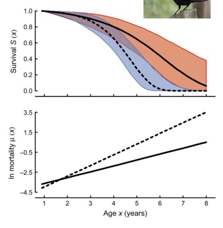<ul><li><p>increases rate of senescence</p></li><li><p>Parents with enlarged broods (blue, dashed line) had a faster rate of senescence than parents with decreased parental effort (red, solid line)</p></li></ul><p></p>