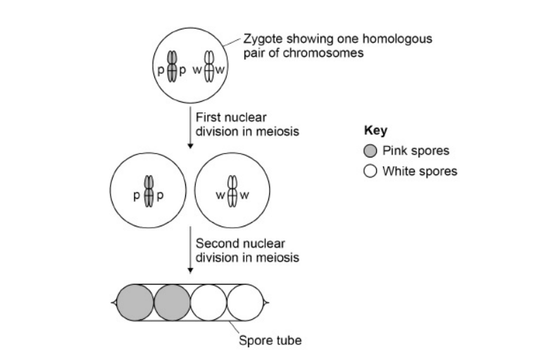 <p>At the end of meiosis, this fungus produces cells called spores. The spores are produced in narrow tubes that restrict their movement. As a result, each tube contains a single line of spores. The spores are coloured either pink or white. The spore colour gene is located on a pair of homologous chromosomes. Each zygote produced in this cross has one chromosome with a pink allele (p) and one chromosome with a white allele (w). This is shown in the diagram</p><p>There are seven chromosomes in a spore nucleus. Place a tick (✓) in the box next to the number that represents the number of chromatids present in the zygote shown in the diagram above. </p><ul data-type="taskList"><li data-checked="false" data-type="taskItem"><label><input type="checkbox"><span></span></label><div><p>7 </p></div></li><li data-checked="false" data-type="taskItem"><label><input type="checkbox"><span></span></label><div><p>14</p></div></li><li data-checked="false" data-type="taskItem"><label><input type="checkbox"><span></span></label><div><p>21</p></div></li><li data-checked="false" data-type="taskItem"><label><input type="checkbox"><span></span></label><div><p>28  (1) </p></div></li></ul><p></p>